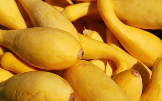 a bunch of sweet yellow squash