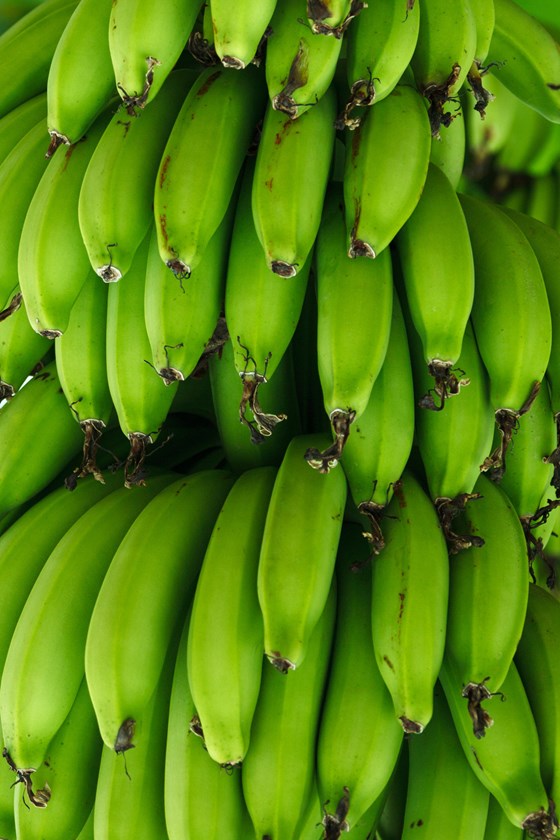 a bunch of green bananas