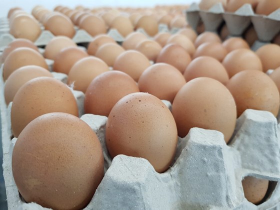 a flat of fresh eggs
