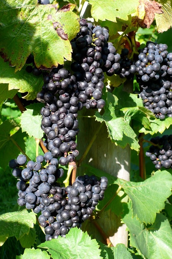 black grapes on a vine