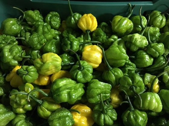 a bag of scotch bonnet peppers