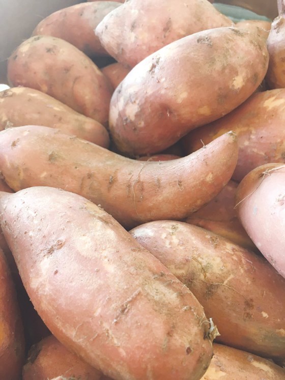 one pound sweet potato