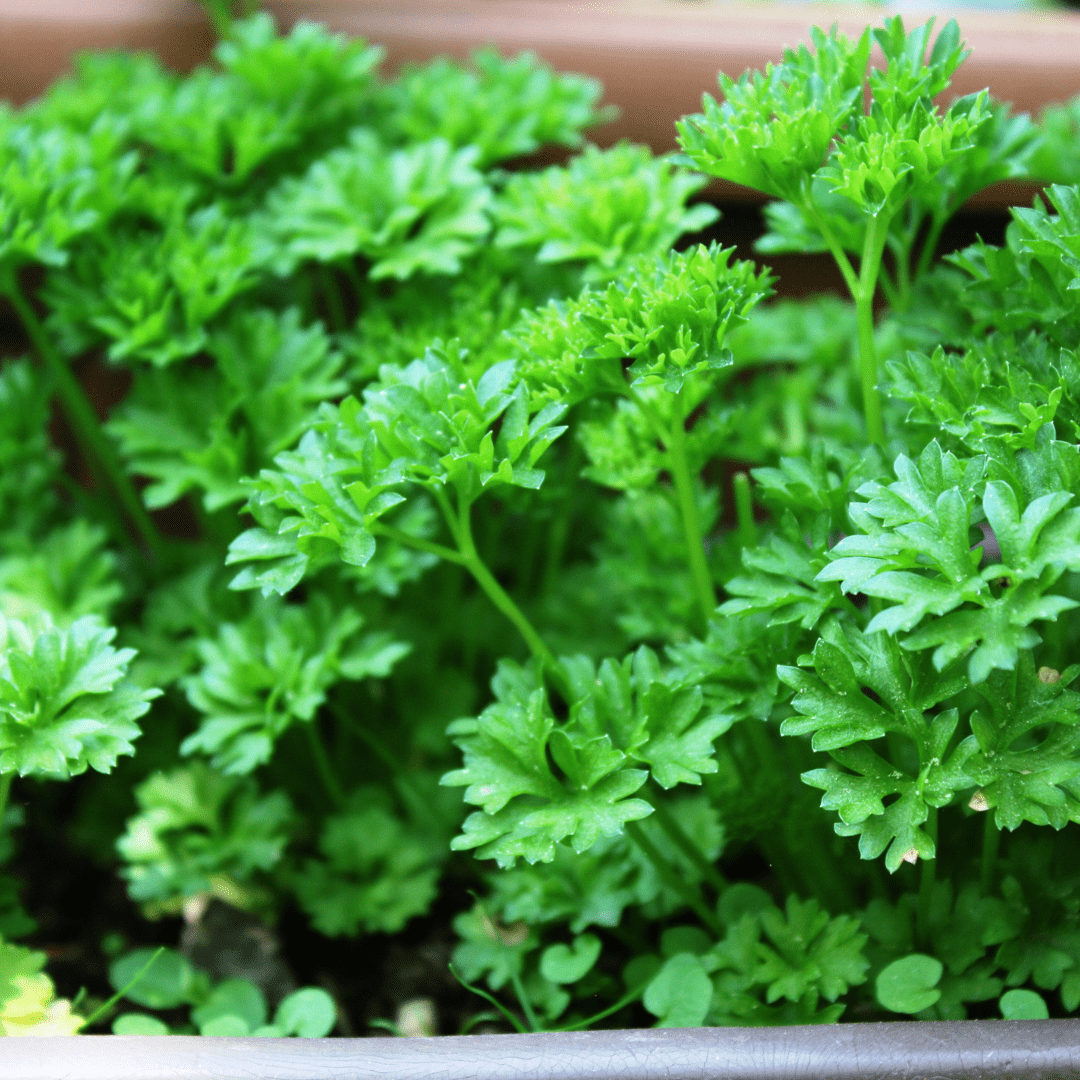 a bunch of parsley