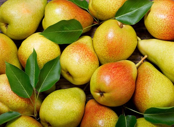 ripe pears with green leaves
