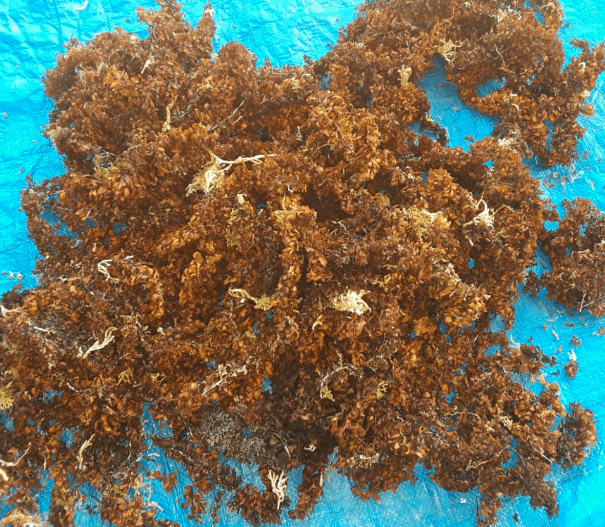 dried bladderwrack on a blue surface