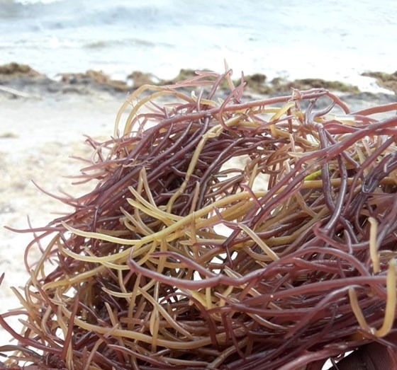Jamaican Purple Irish Moss /Sea Moss