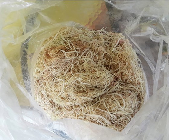 Jamaican purple Irish moss threaded