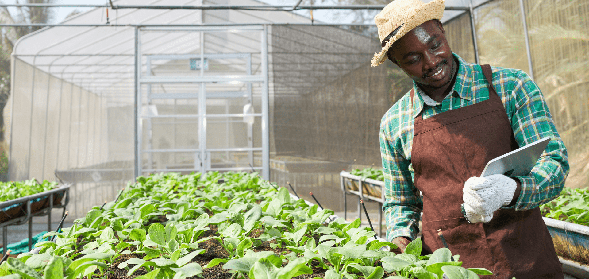 Farmer examining plants in his greenhouse