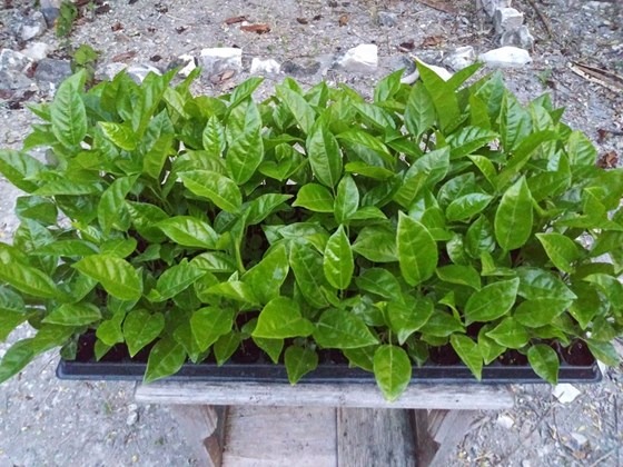 Passion fruit plants