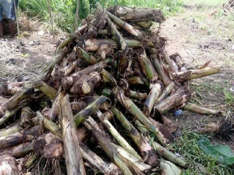 A batch of plantain suckers