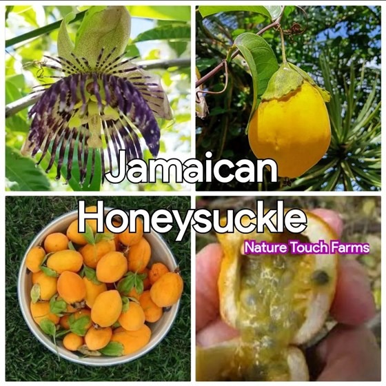 Honey suckle plant