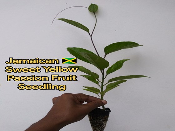Jamaica potted passion fruit seedling