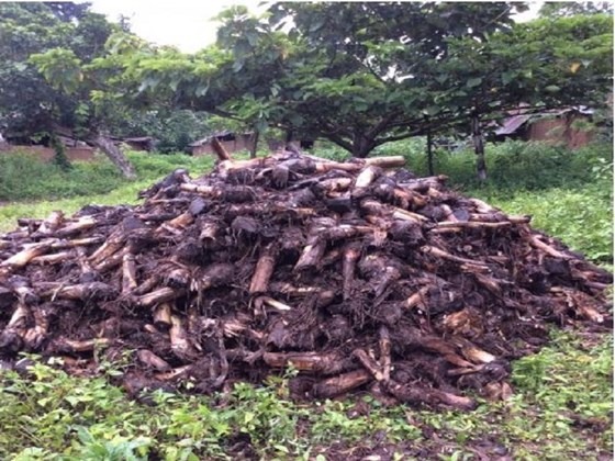 A Batch of plantain suckers on a farm