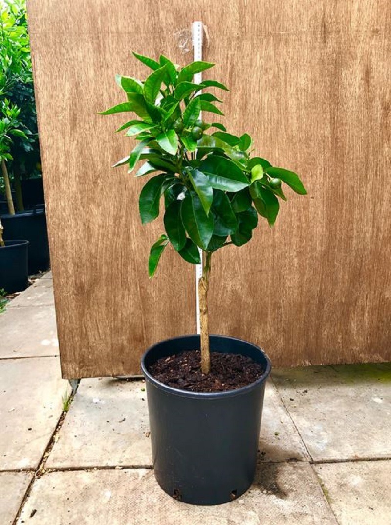 Potted grapefruit tree