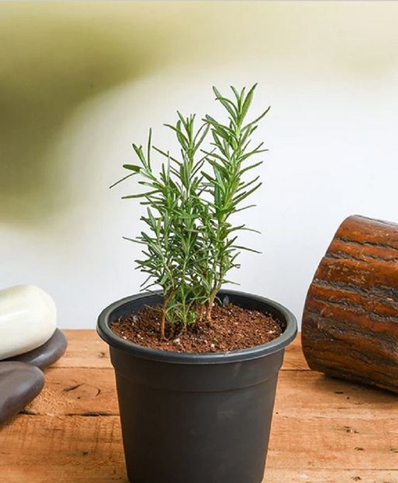 Potted rosemary plant