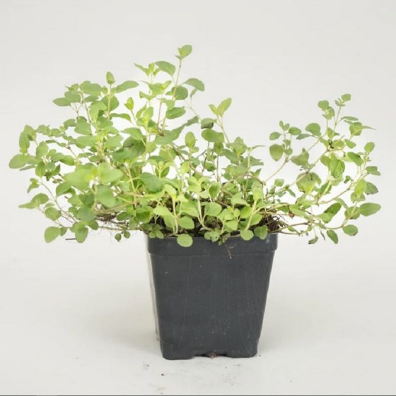 Sweet potted marjoram herb plant