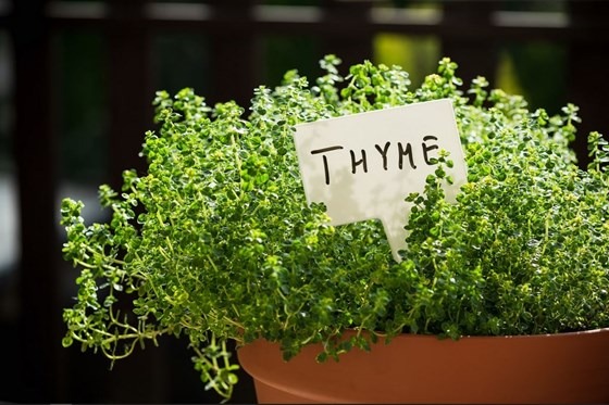 Potted thyme plant