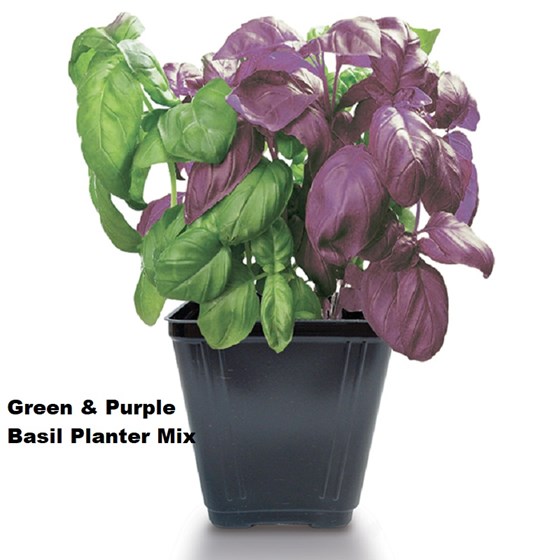 Potted Green and purple Basil mix