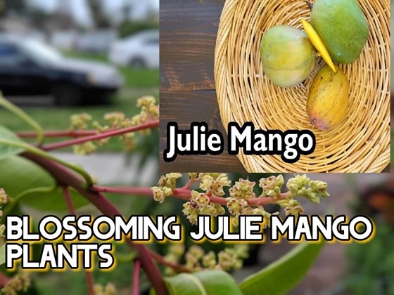 Julie Mango plants with blossom
