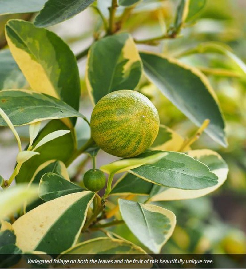 Lemon Fruit tree with fruit