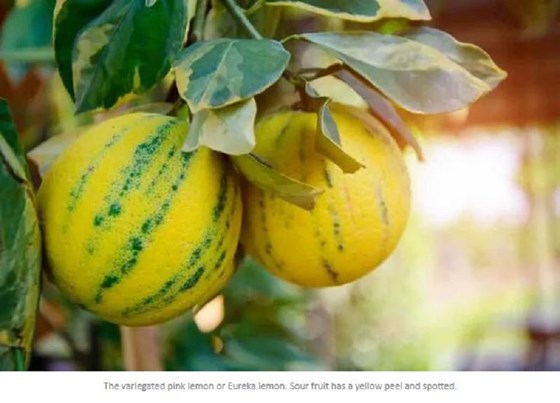 lemon fruit tree