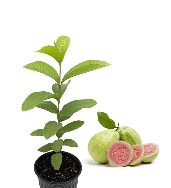 Potted guava plant and fruit
