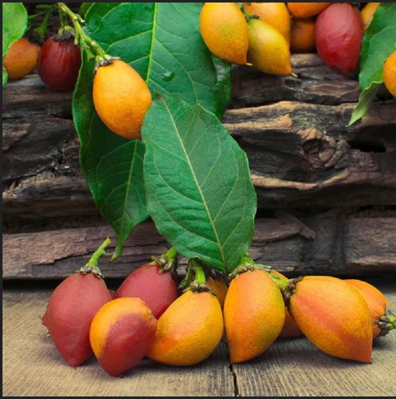 Peanut Butter fruit on tree