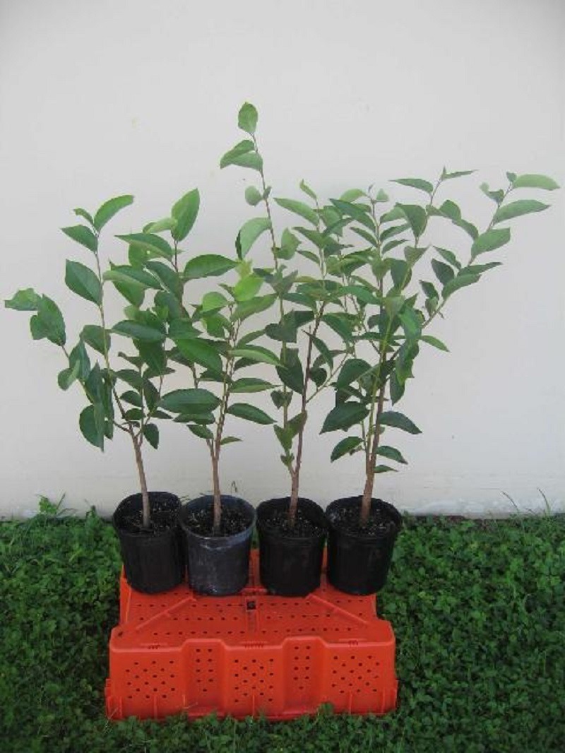 Potted Pond apple plants