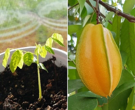 Starfruit plant