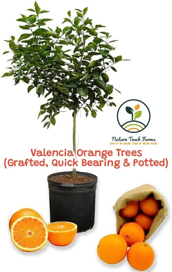 Flyer showing Valencia Orange trees