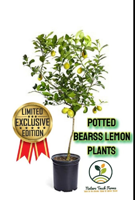 Flyer with potted Bearss Lemon plant