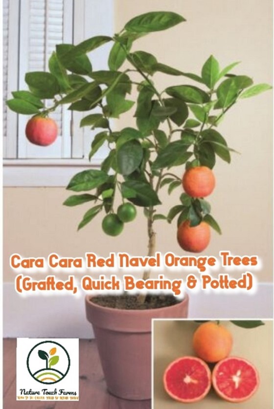 Flyer with Red navel orange tree