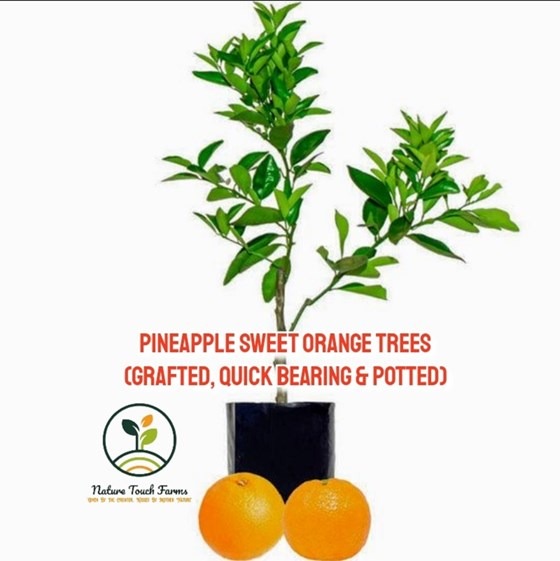 Flyer showing potted Pineapple sweet orange trees