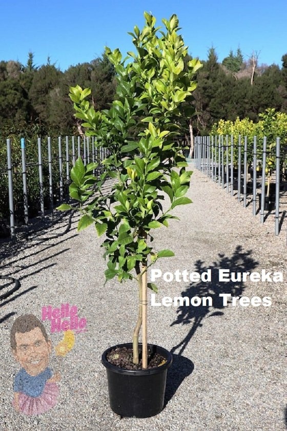 Potted Eureka Lemon Tree in a yard