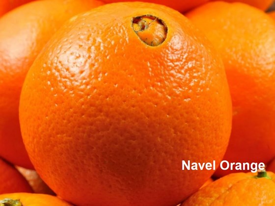 Ripe Navel orange fruit
