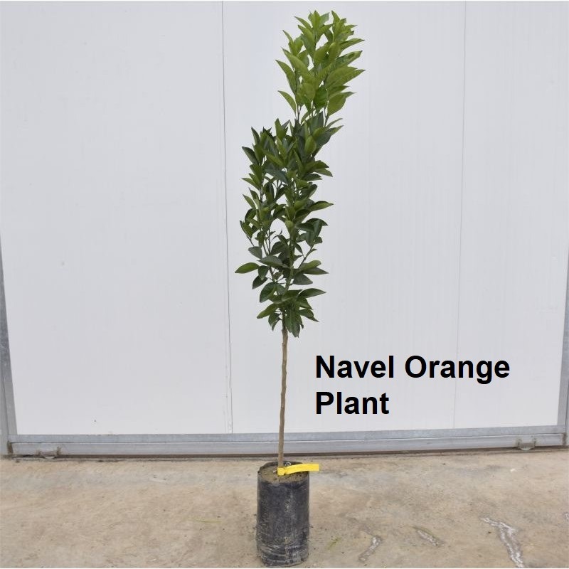 Potted navel orange plant