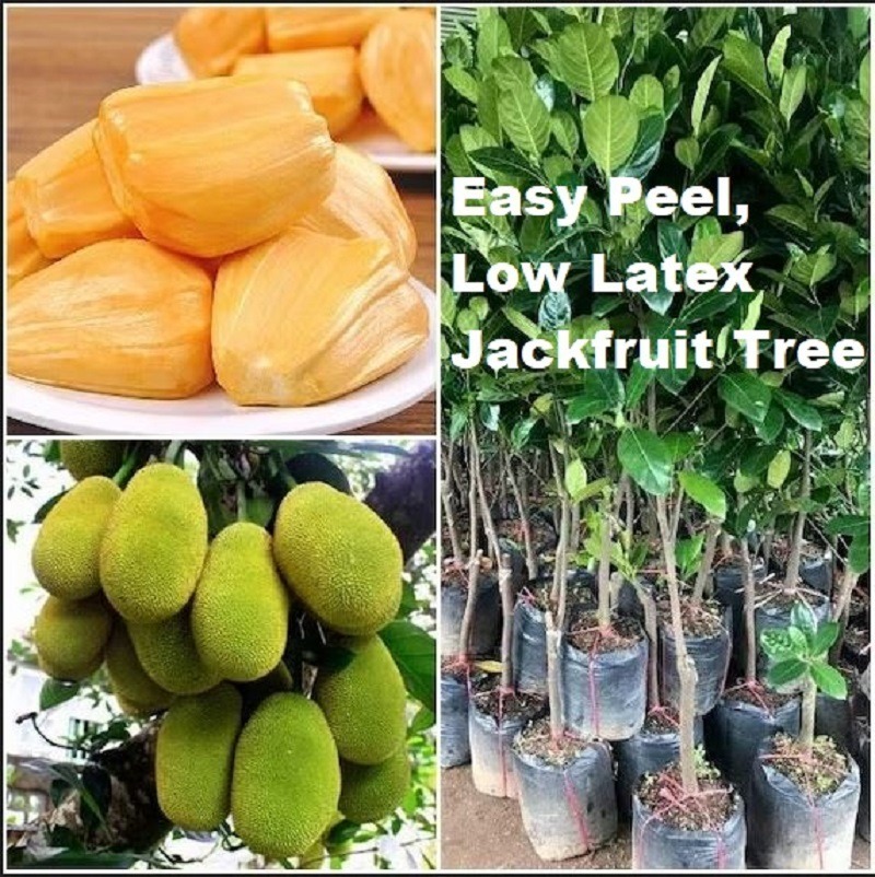 Potted Jackfruit trees