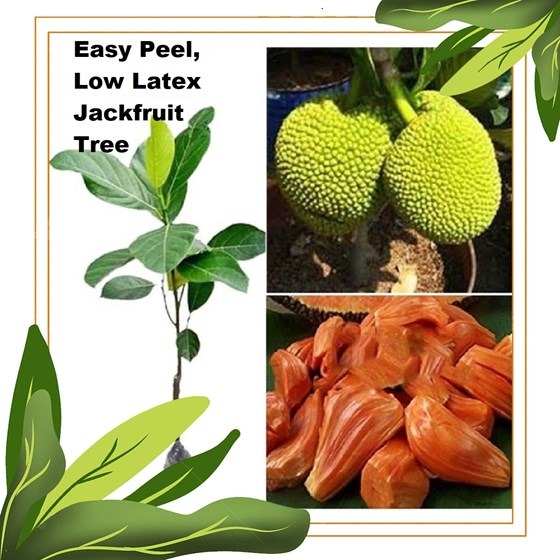 Jackfruit tree