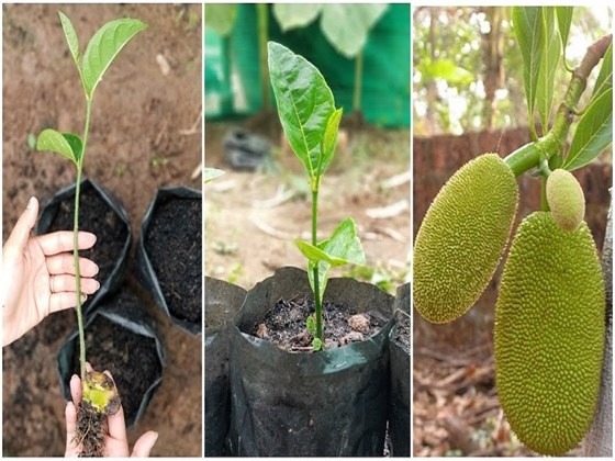 Potted Jackfruit tree