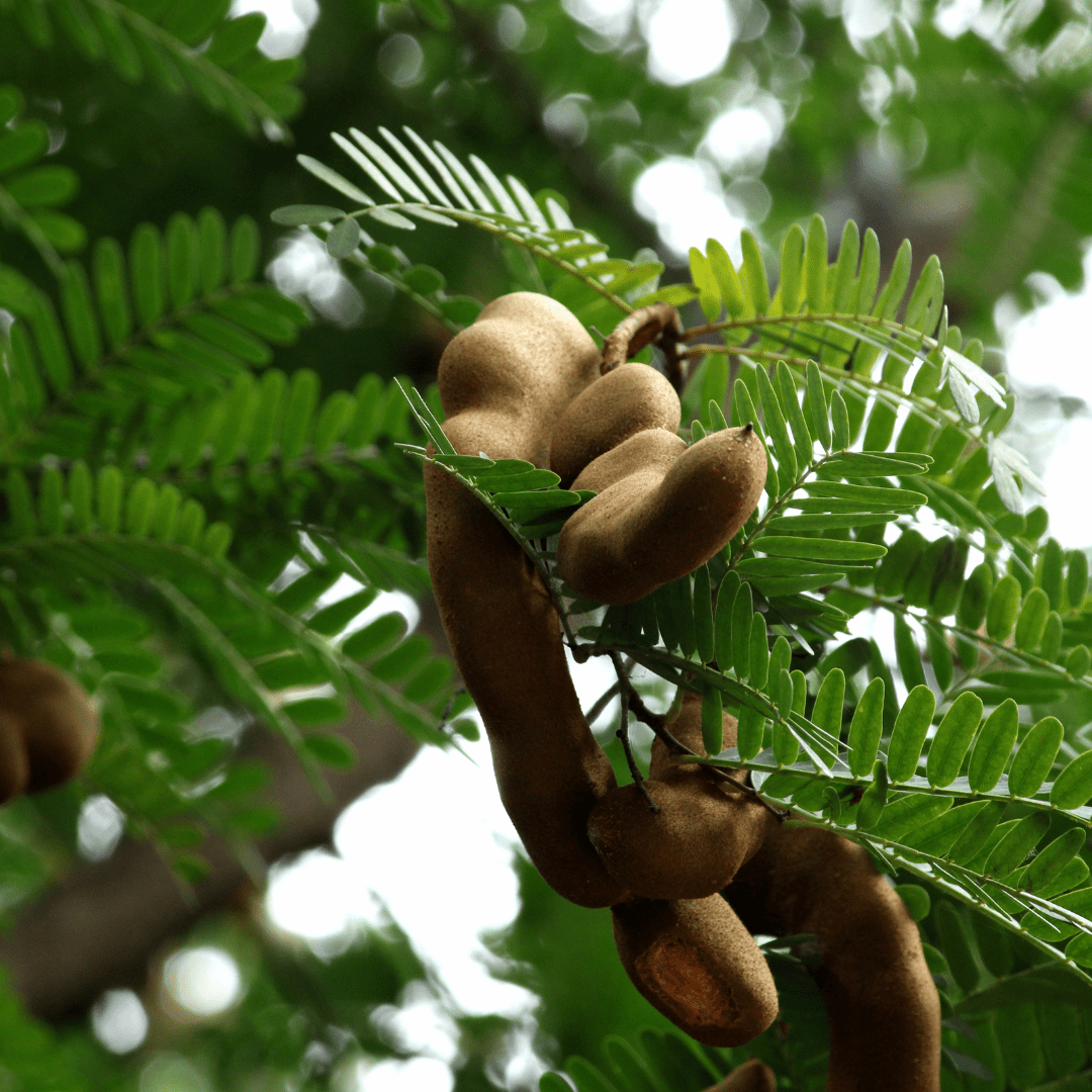 Jamaican sweet tamarind tree