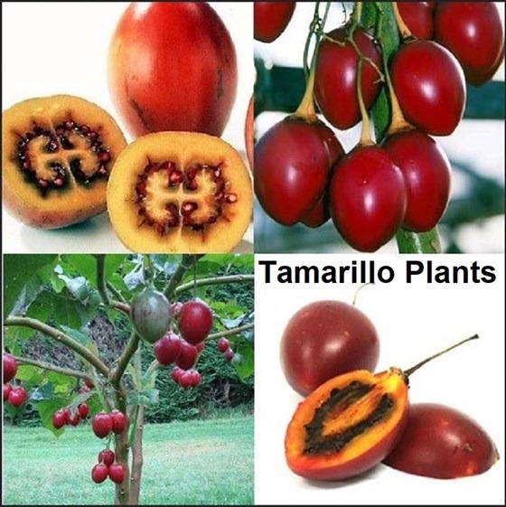 Tamarillo (tomato) tree