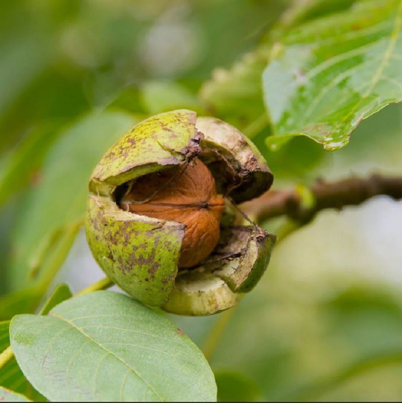 Walnut fruit tree