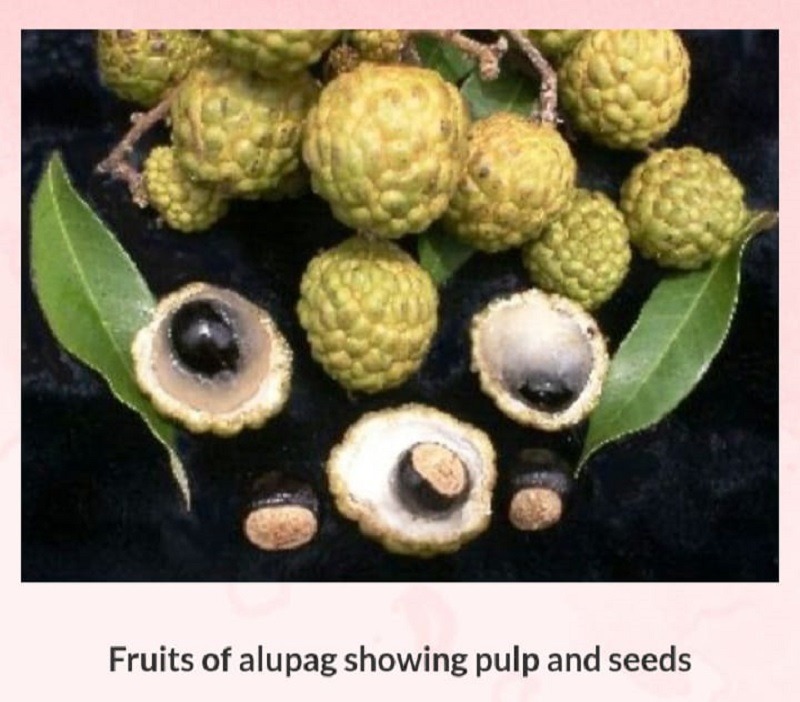 Alupag Lychee fruit