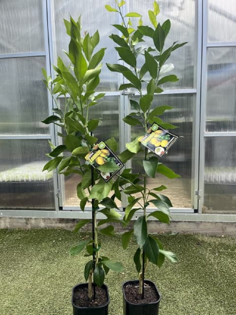 Potted Villa Franca Tree in greenhouse