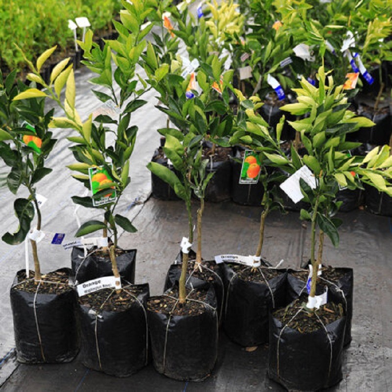 Potted lemon trees