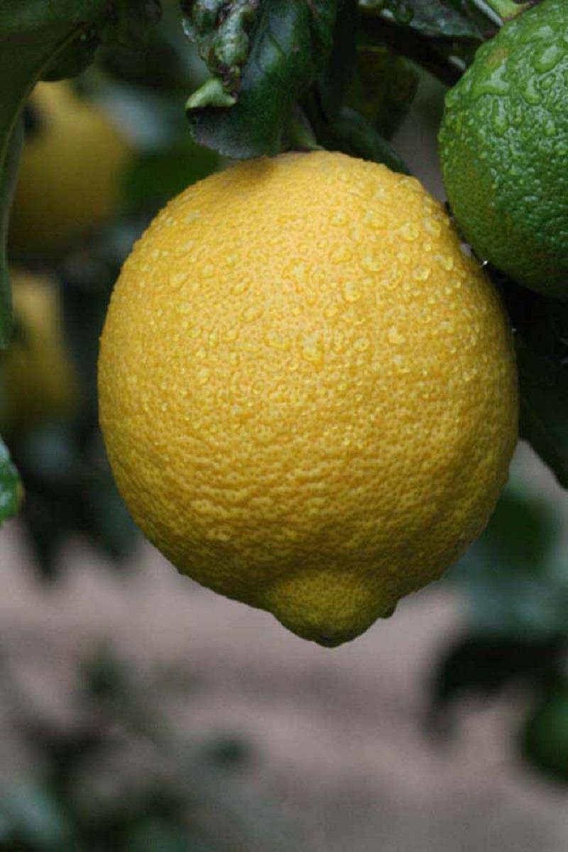 Lemon fruit on a tree
