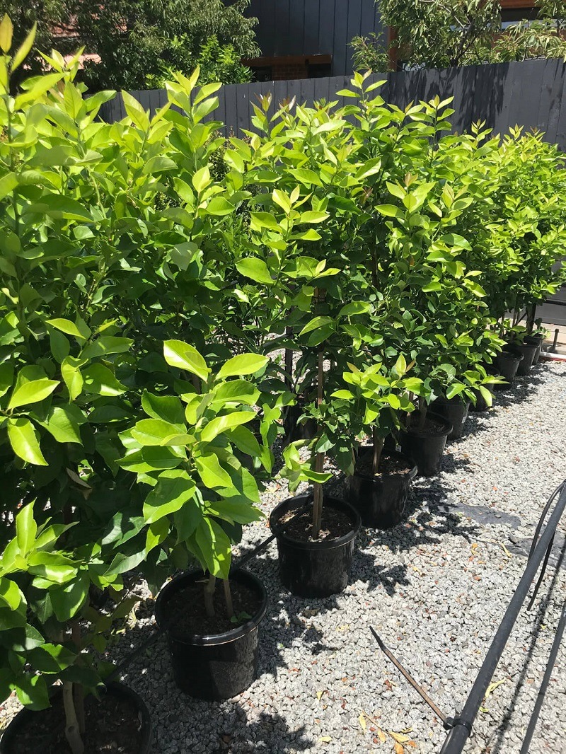 potted Lisbon Lemon trees in a yard