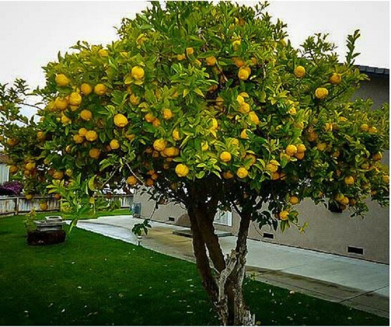 Lemon tree in front yard