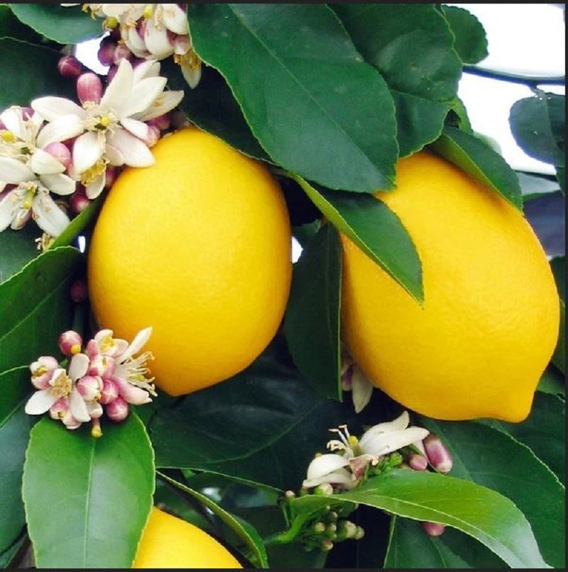 Lemon tree with fruit and blossoms