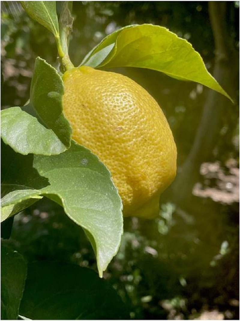 Lemon fruit on a tree branch